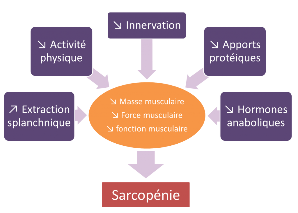 Causes de la sarcopénie1 1024x734