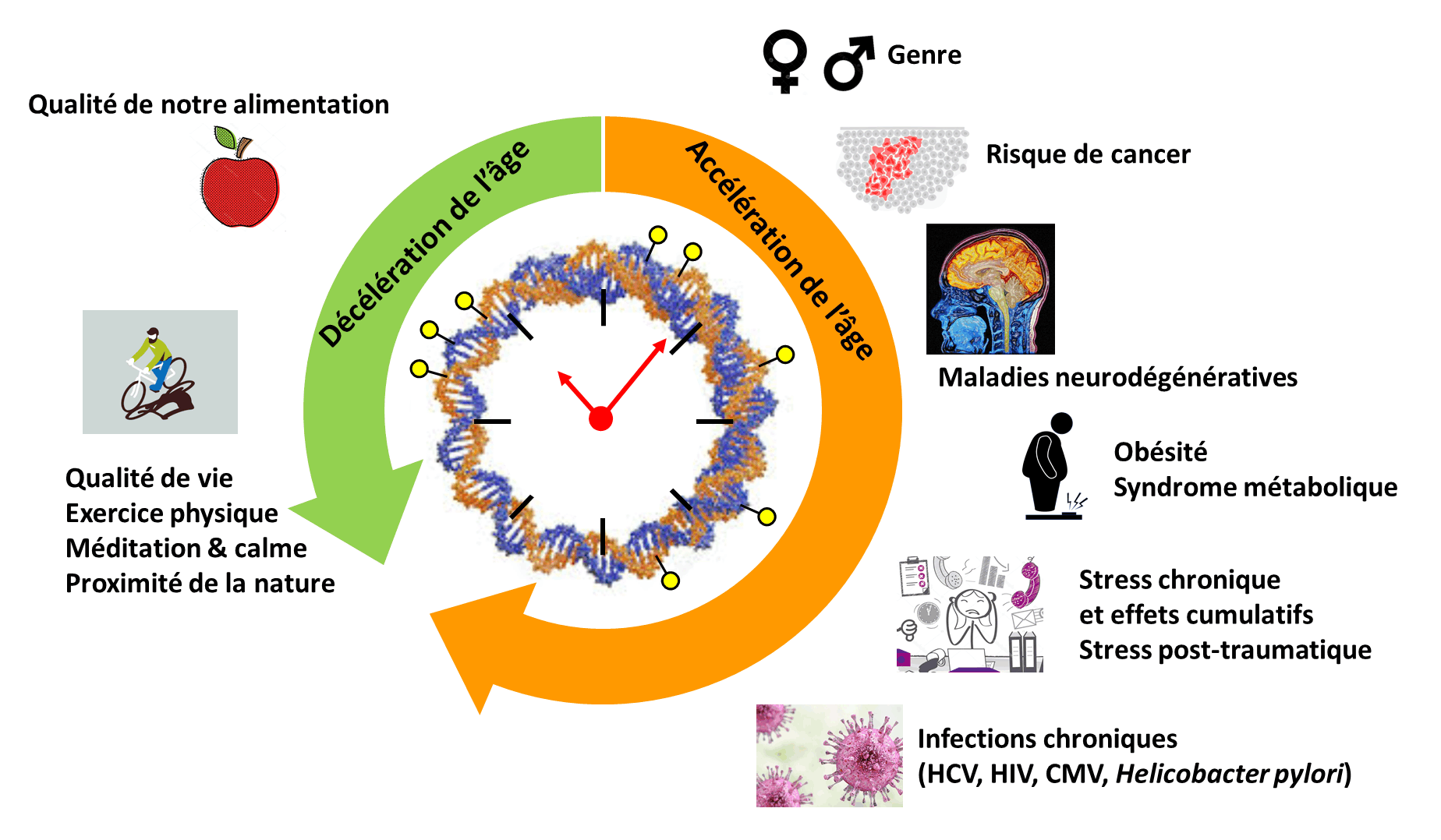 Horloge Drouet