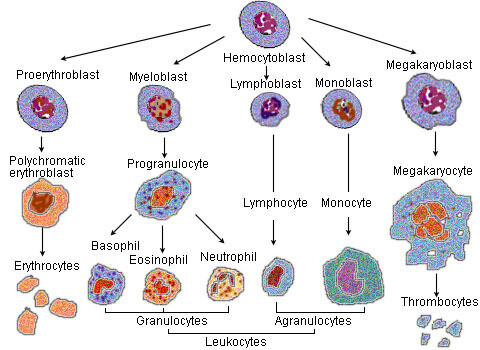 Illu blood cell lineage