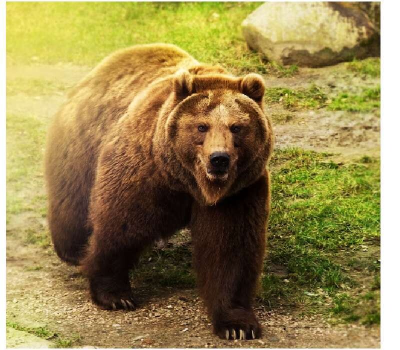 OURS TER