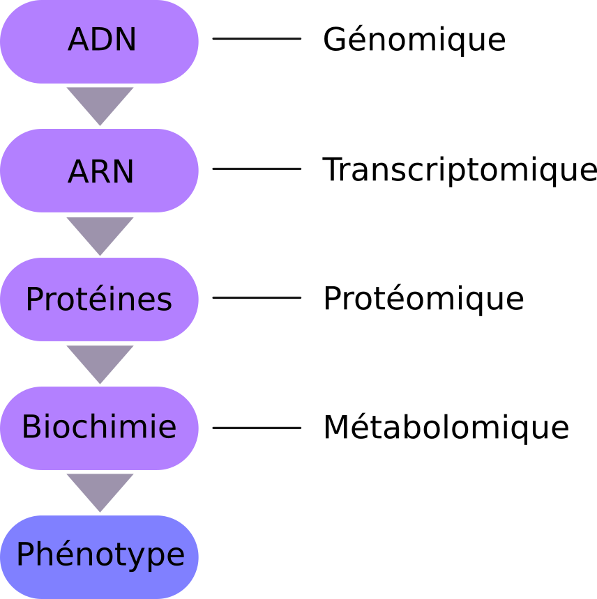 Omics fr
