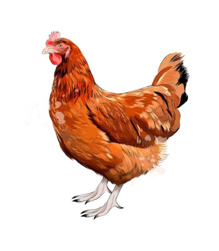 POULE 2