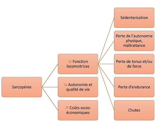 conséquences sarcopénie 1