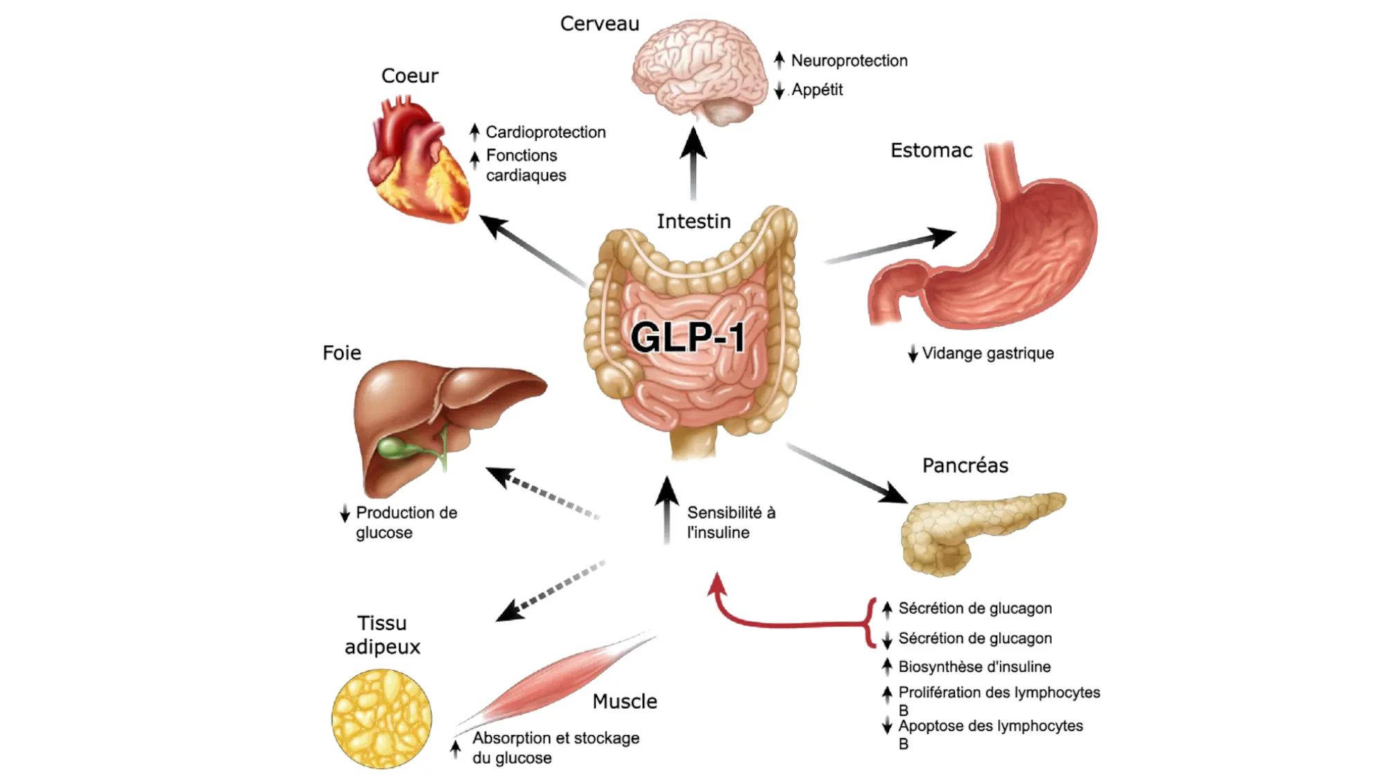glp organes
