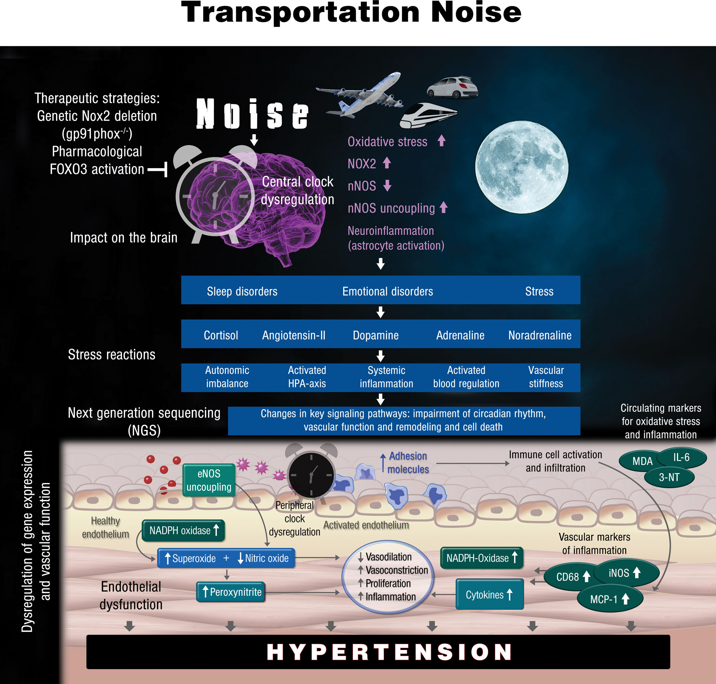 hypertensionaha.123.20617.fig02