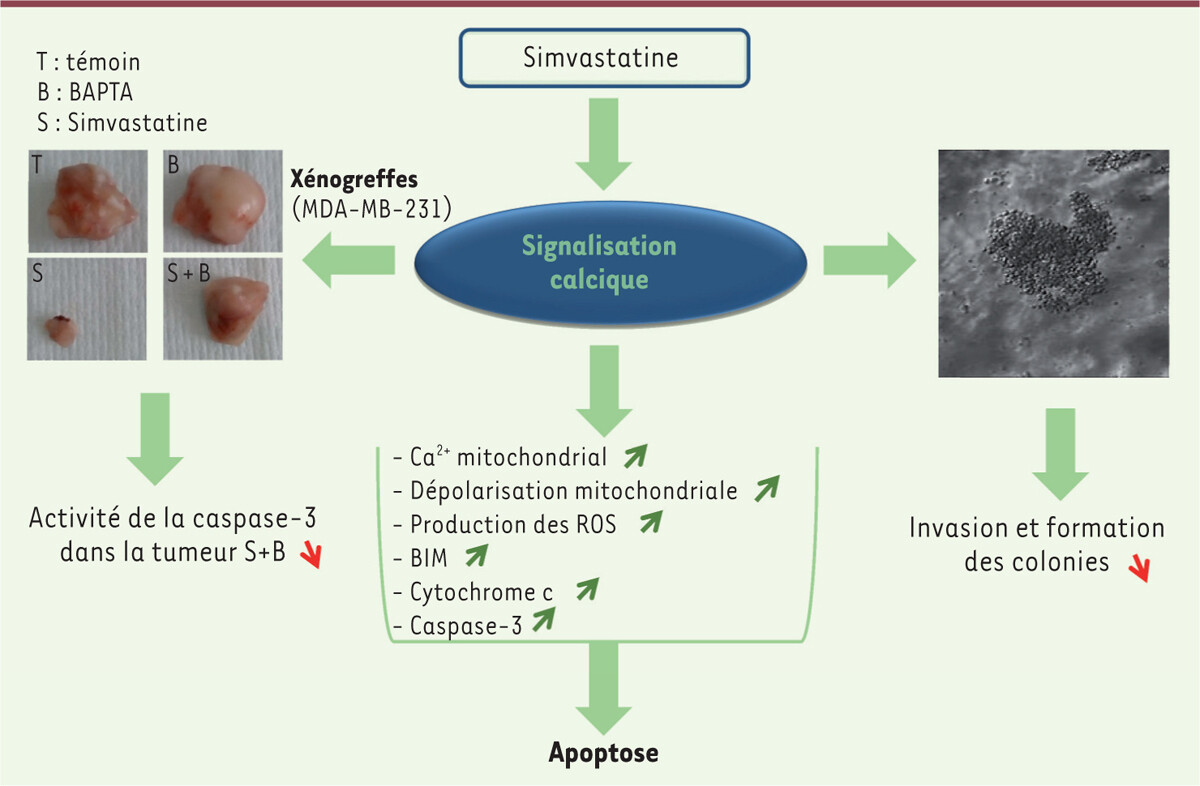 msc220117 fig1