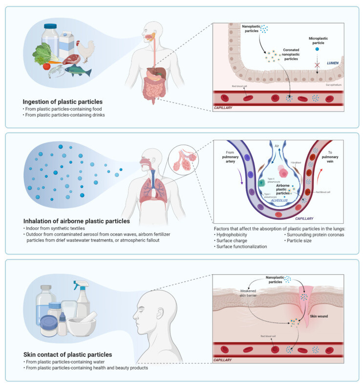 nanomaterials 11 00496 g002