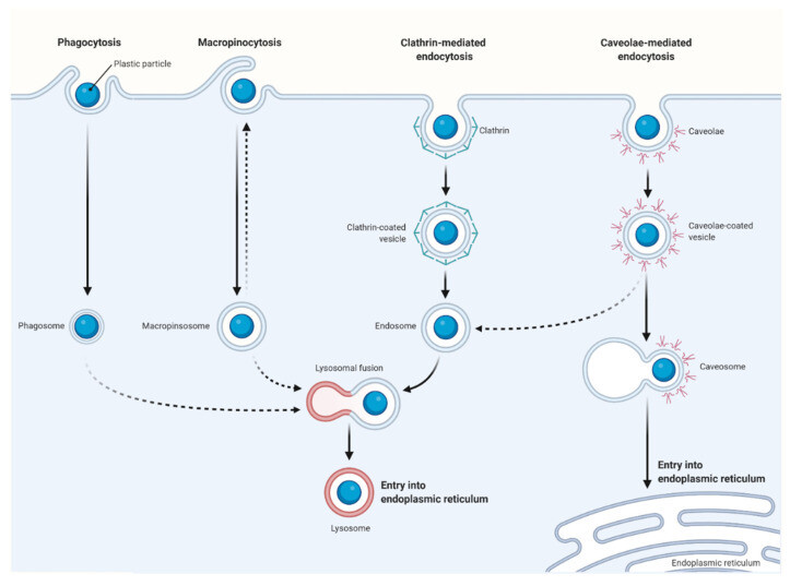 nanomaterials 11 00496 g003