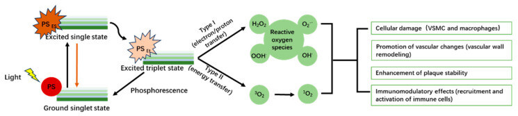 pharmaceutics 16 00729 g002