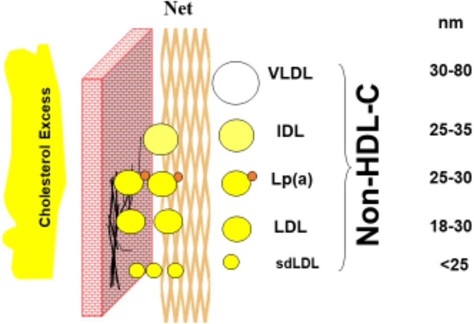 pvad044fig2