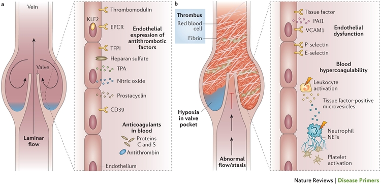 41572 2015 Article BFnrdp20156 Fig1 HTML