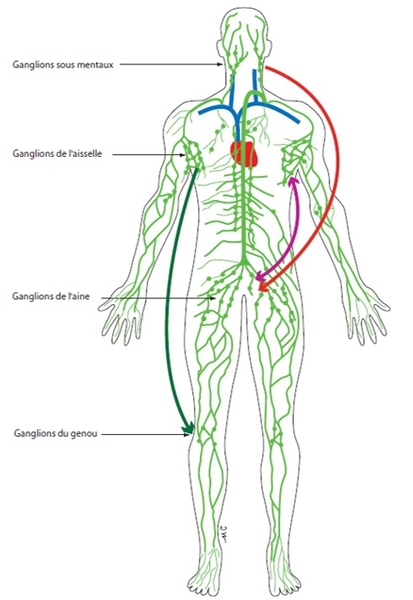 CoupeFig2