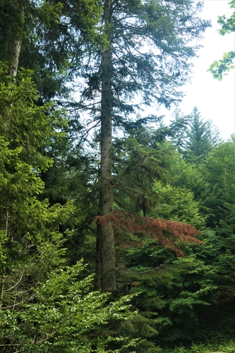 L1029747