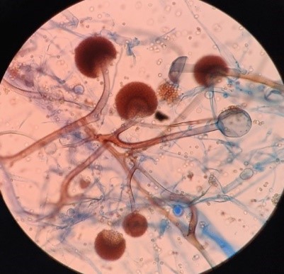 MUCOR12