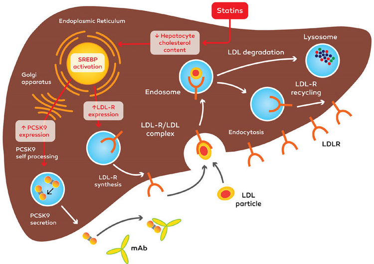 Mechanism action of anti PCSK9 monoclonal antibody mAb and statins Anti PCSK9 mAb