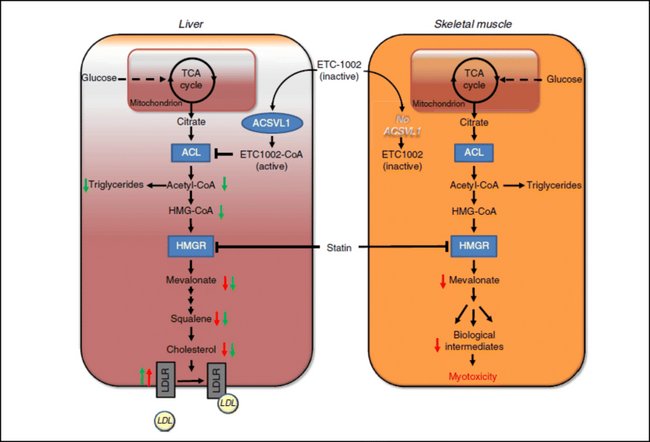 Mechanism of action of ETC 1002 bempedoic acid Adapted with permission from Nature