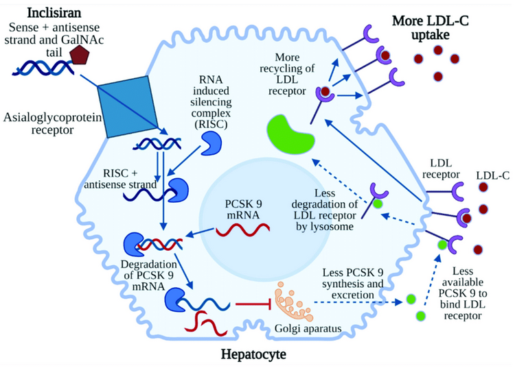 Mechanism of action of inclisiran Inclisiran sense antisense strand connected with