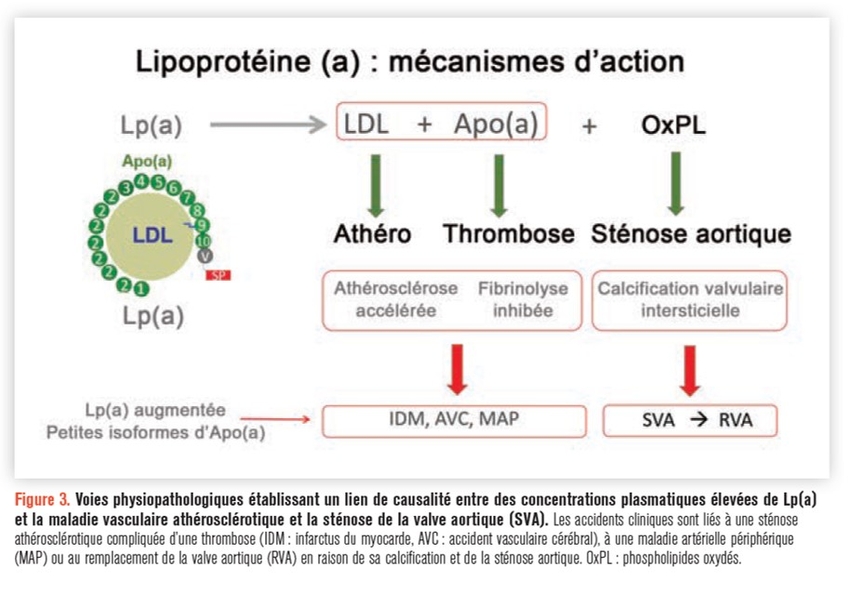 NFSALP55