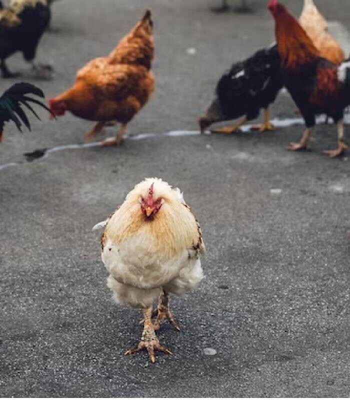 Détente avec une poule dans ce monde apocalyptique
