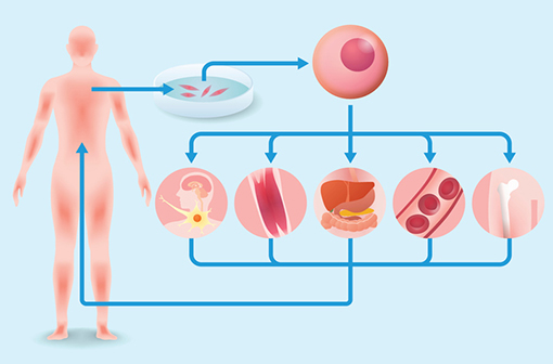 induced pluripotent stem cell (iPS cell) and regenerative medicine, vector illustration