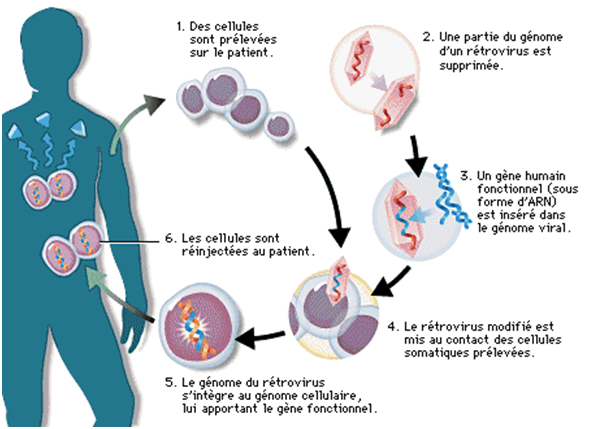 Therapie genique 1