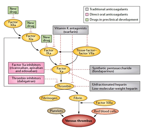 Anticoagulant Oral Direct : prescription personnalisée