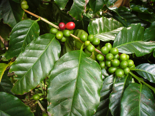 cafeier coffea arabica