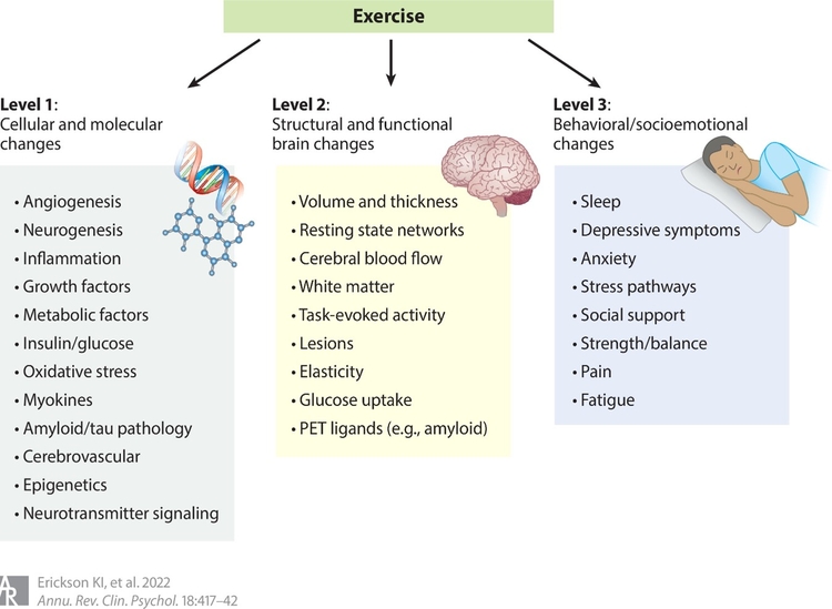 exerccide bbbis