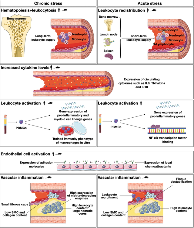 images large ars.2021.0153 figure4