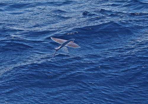 Flying Fish flying over sea"n"nCape Verde, East Atlantic May