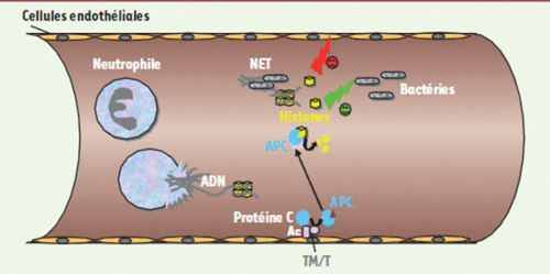 medsci2010262p144 fig1 big