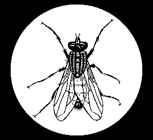 mouche