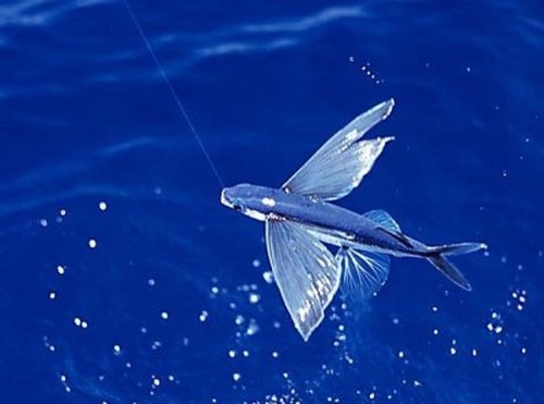Poisson volant 