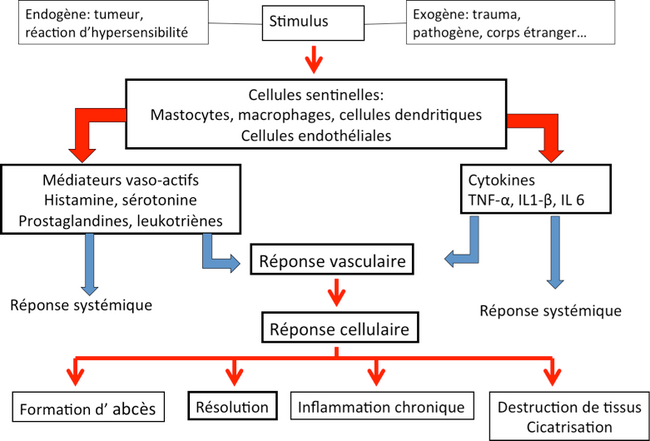 resolution de linflammation 1