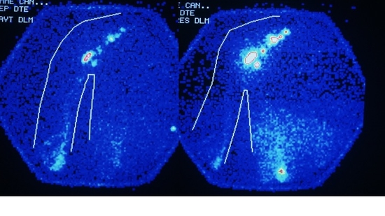 scientDLM
