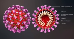 viruscovid